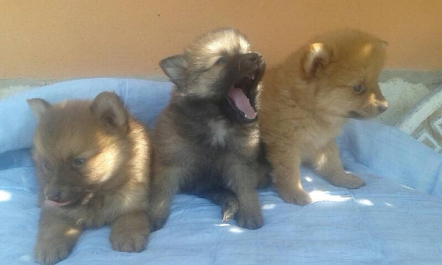 Bezaubernder echter Pomeranian Welpen mit VDH-Papieren - Tiere - Saarbrücken