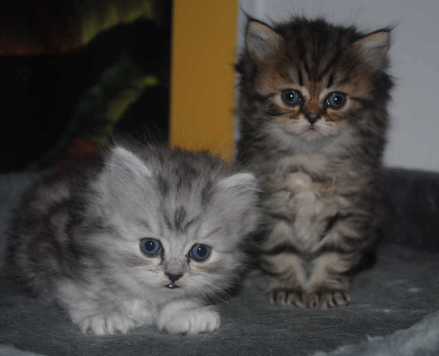 Kitten zu vergeben - Tiere - Schwangau