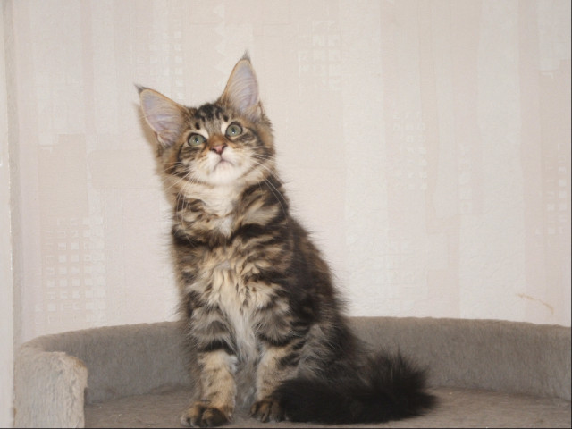 Maine Coon Katzenkinder - Tiere - Röblingen am See