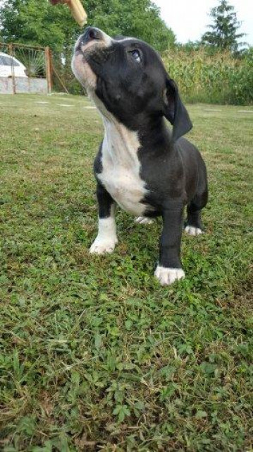 American Pit Bull Terrier Welpen - Tiere - Traunreut