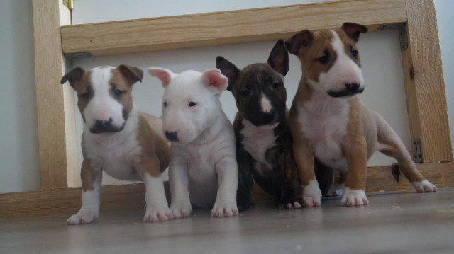 Miniatur Bullterrier Rüden / Hündinnen mit VDH / FCI Papieren - Tiere - Düsseldorf