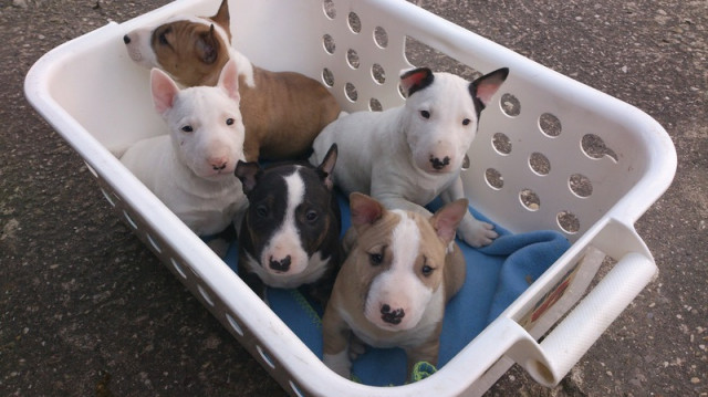  Miniature Bull Terrier Welpen geimpft, entwurmt, gechipt und mit VDH Papiere    - Tiere - Meppen