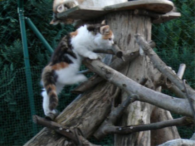 Maine Coon Babys auf WOHNUNGSSUCHE - Tiere - Reichartshausen