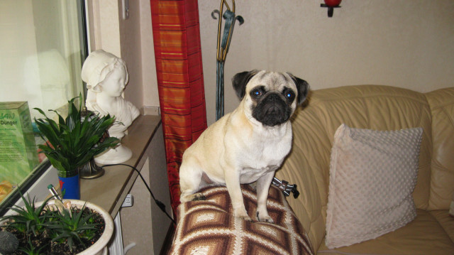 Reinrassiger beiger Mops-Deckrüde  KEIN VERKAUF  - Tiere - Monheim am Rhein