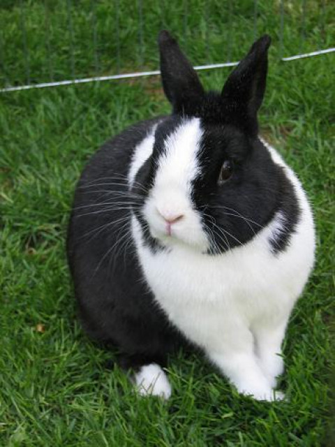 Dringend Pflegestelle oder bestenfalls neues Zuhause gesucht.... - Tiere - Rietberg