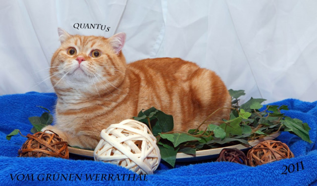 Wunderschöner red tabby classic Deckkater, Pointtr.;Blutg:A - Tiere - Treffurt