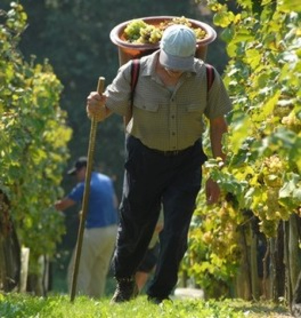 Professionelle Vermittlung von Erntehelfer aus Rumänien  - Stellenmarkt - Weinstadt