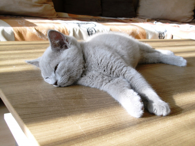 BKH-Bärchen - Tiere - Unna