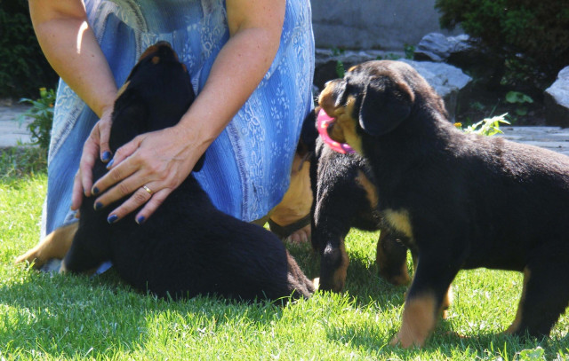 Süßer Rottweiler Welpen suchen liebevolles Zuhause - Tiere - Neu-Ulm