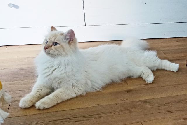 Heilige Birma Deckkater cream tabby - Tiere - Oberndorf am Neckar