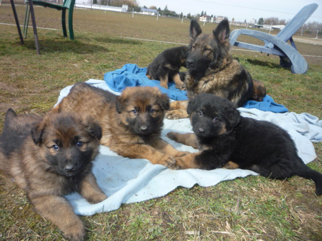 Altdeutsche Schäferhundwelpen lang-stockhaar zu verkaufen. - Tiere - Osterhofen