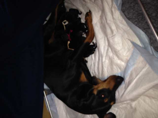 Deutsche Pinscher vom Bruchstein - Tiere - Dassel