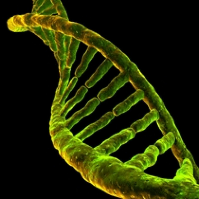 AntiAging und Abnehmen mit DHEA und Pregnenolone - Wellness Gesundheit - Alicante