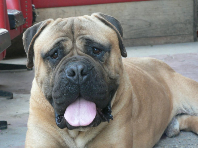 Bullmastiff Rüde mit perfekter genetischer Stammung,  starkem Knochen und guter  - Tiere - Ny regyh za