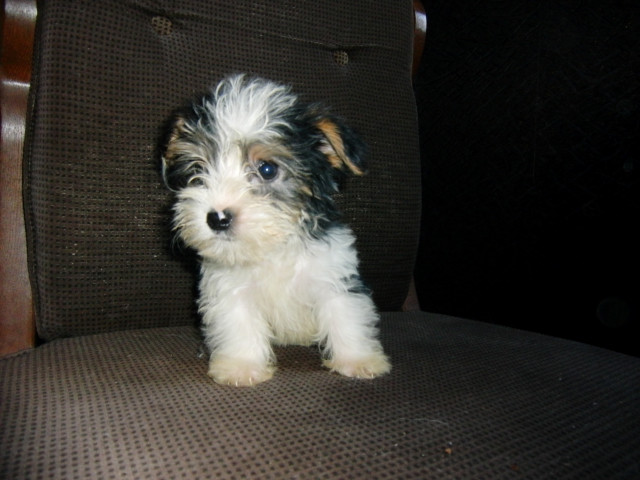 Biewer Yorkshire Welpen mit Stammbaum - Tiere - Oberstadt