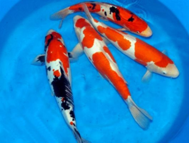 Besatz für Ihren Gartenteich  /  Fa.Fördefisch - Tiere - Handewitt