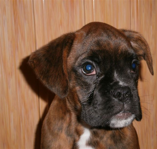Boxer Welpen - Tiere - Nickelsdorf