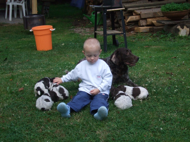 Deutscher Wachtelhund - Tiere - Lindewerra