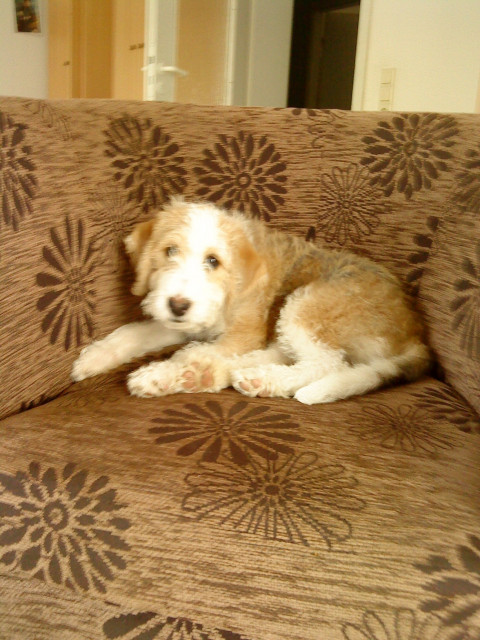 Beagel,irish terrier mischling in gute hände abzugeben - Tiere - Anröchte