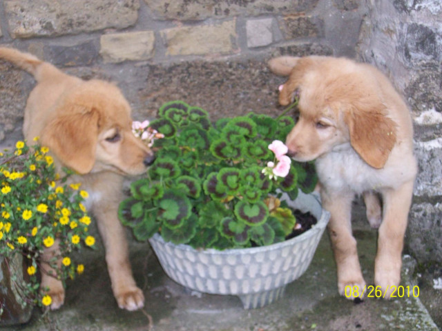 Zwei von 9 blonden Hovawartwelpen suchen ein schönes zu Hause - Tiere - Schimberg