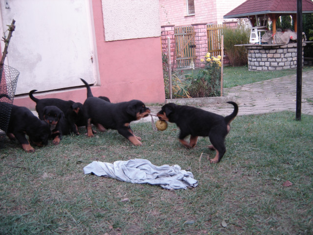 Rottweilerwelpen ADRK - Tiere - Wieserode Anger 7
