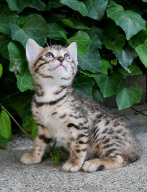 Hauskatzen - Kitty und Molly - Tiere - Düsseldorf 