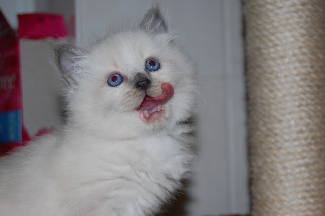 Wunderschöne Neva Masquarade  Sibirische  Kätzchen abzugeben - Tiere - auerbach