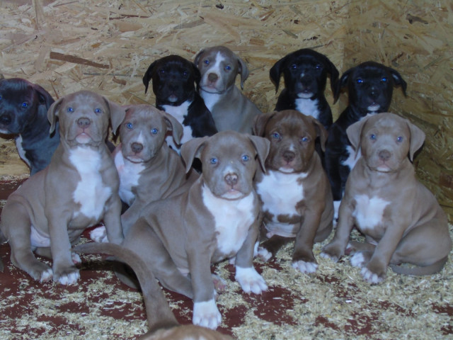 Top XXL American Bully Hündinnen und Rüden - Tiere - Duisburg
