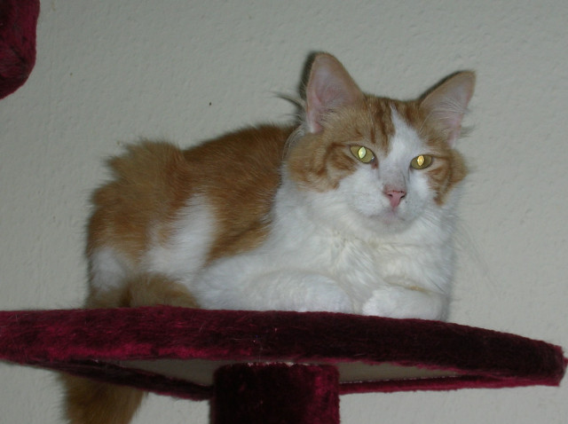 Main Coon Mix Katzen - Tiere - Wildenrath