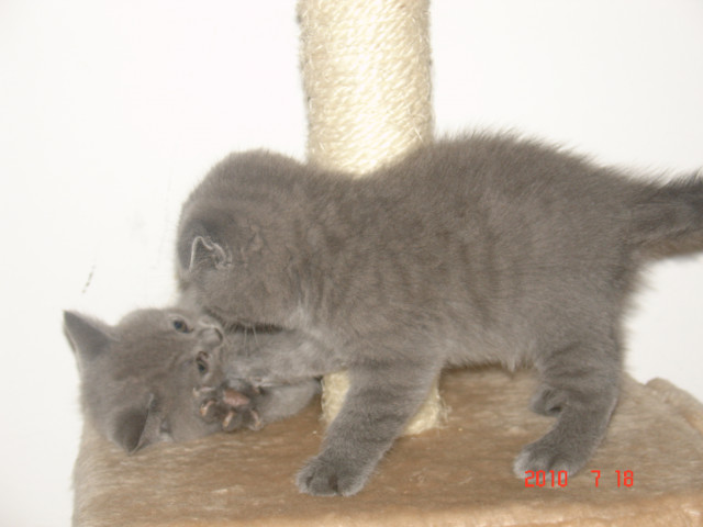 BKH und Scottish Fold BABYS - Tiere - Fürth