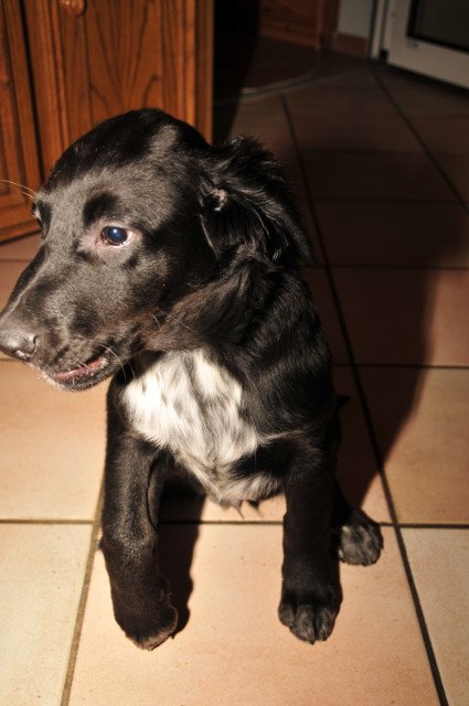 Magyar-Vizsla/Labrador-Retriever-Mischlingswelpen - Tiere - Marsberg