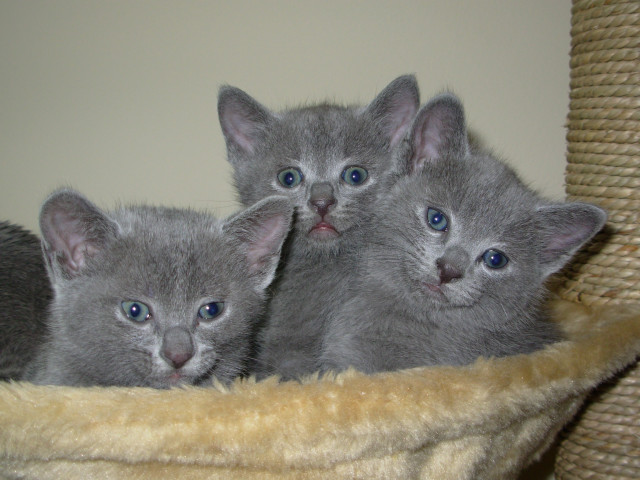 Russisch-Blau Katzenbabys zu verkaufen - Tiere - Steyr