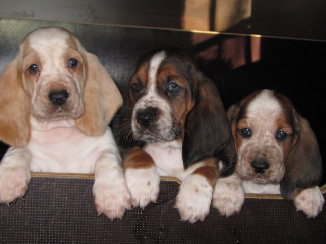 Basset Hound Welpen mit Papieren  - Tiere - Wilhelmshaven