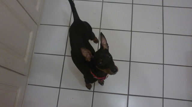 Rehpinscher zu verkaufen - Tiere - freiburg im breisgau