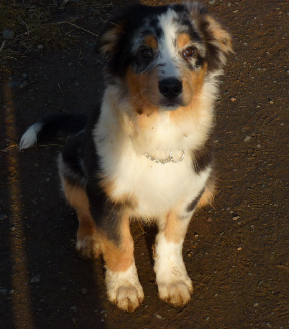 Australian Shepherd Welpen 15 Wochen alt - Tiere - Koblenz