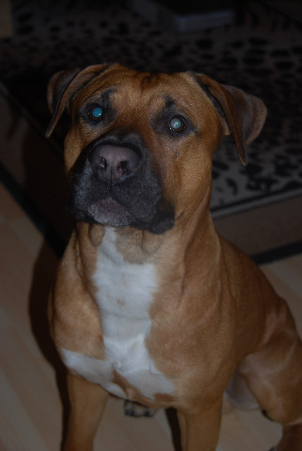 Biete meinen American Staffordshire zum decken an - Tiere - Wernau