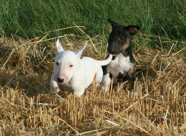 Miniatur Bullterrier Welpen mit VDH Papieren abzugeben - Tiere - Meppen