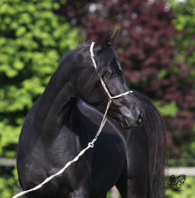 Show-und Reitartikel der besonderen Art - Sport - Stuttgart