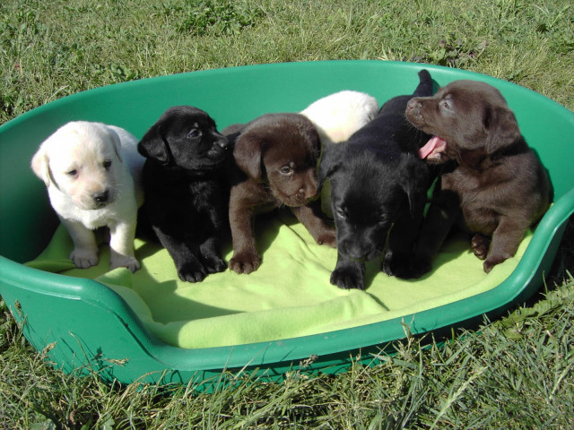 Bildschöne Labradorwelpen in allen Farben - Tiere - Rostock