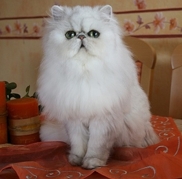 Perserkatze silver shaded - Tiere - Bünde