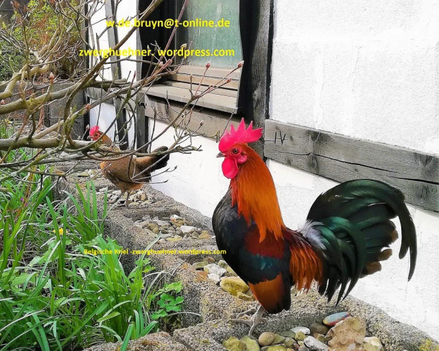 BRUTEIER von Bantam, Bruteier von Zwerghühner, ZwerghühnerRasse, BelgischeKriel, - Tiere - Kürten