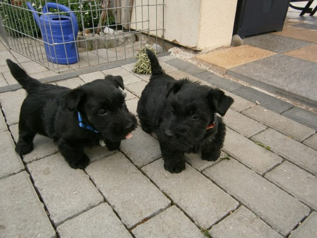 Bildschöne Scottish Terrier Welpen aus VDH / KfT Zucht - Tiere - Stuttgart