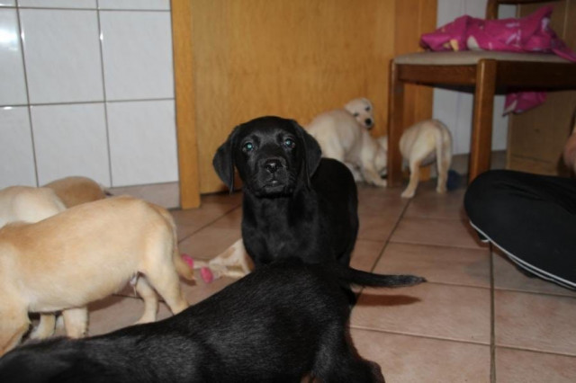 Labrador Welpen in blond und schwarz mit Papieren - Tiere - Köln