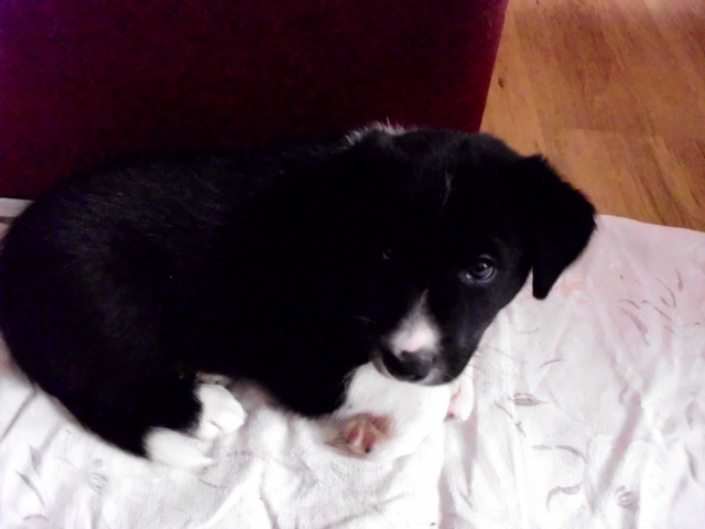 Border Collie Welpen  - Tiere - Drochtersen