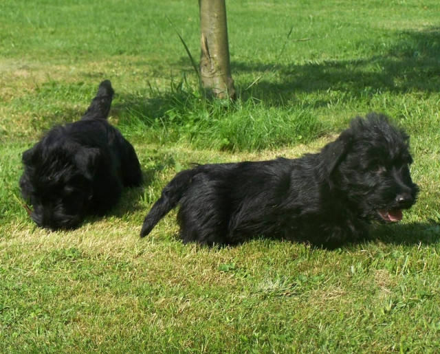 Bildschöne Scottish Terrier Welpen aus VDH / KfT Zucht - Tiere - Leipzig