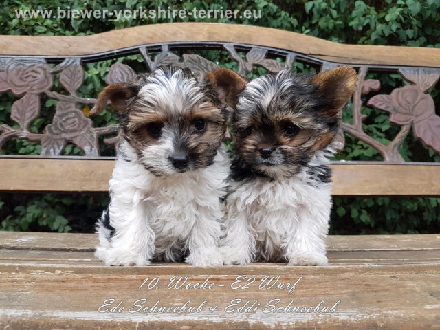 Biewer-Yorkshire-Terrier Welpen - Tiere - Mölln