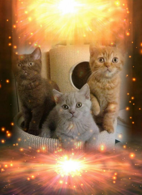 Tierbetreuung Service 0911 25 35 07 01 Handy 01573 319 399 3 - Tiere - Glatzer.08