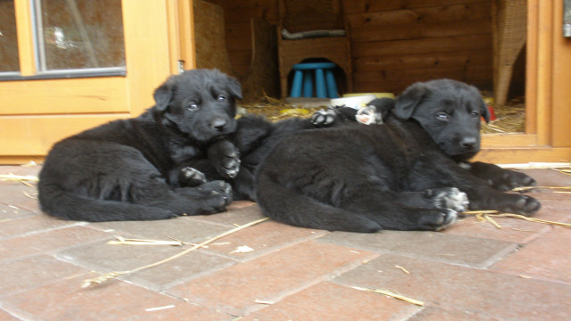 Schäferhund x Labrador-Schäferhund = super süß - Tiere - Bad Bentheim