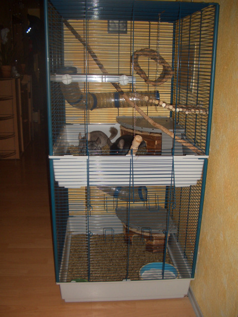 Verkaufe 3 Chinchillas gr. Käfig   Zubehör - Tiere - Schwäbisch Gmünd