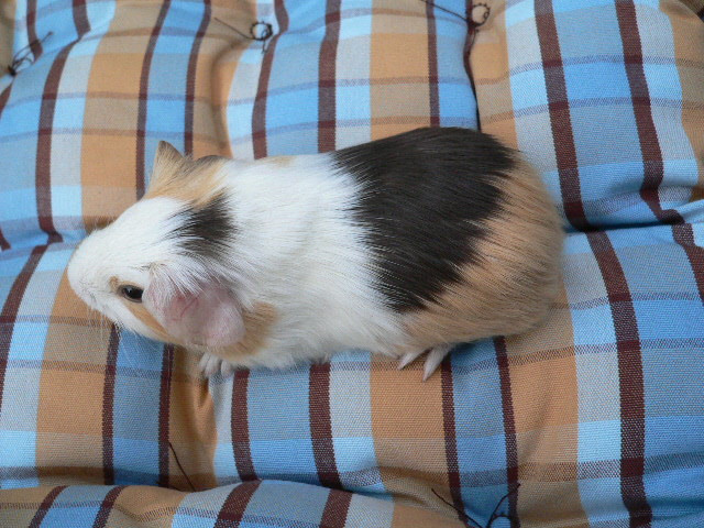 Cuy u.Meerschweinchenzucht v.d Hooksmeeris - Tiere - Wangerland